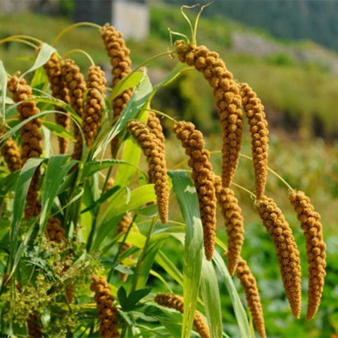 CFC Foxtail Millet 1 kg