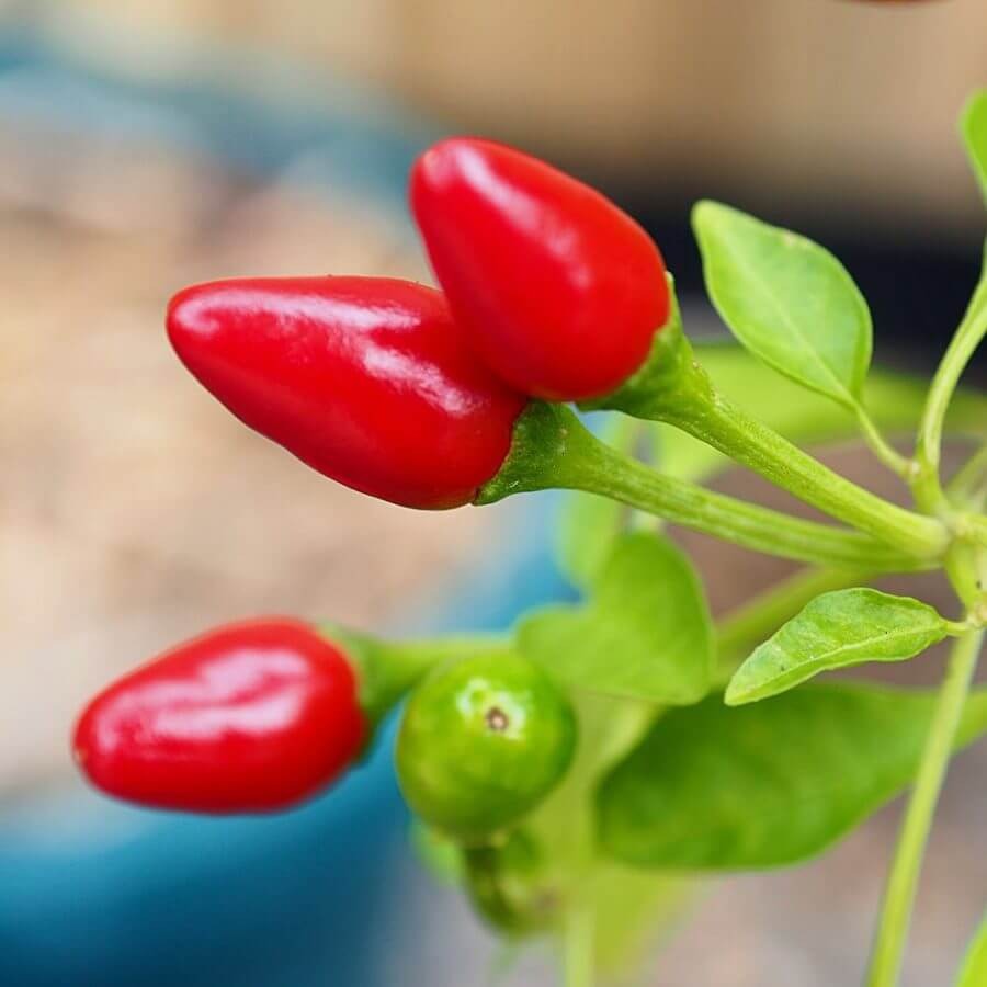 Viswas Green Chilli Bird Eye 200 g