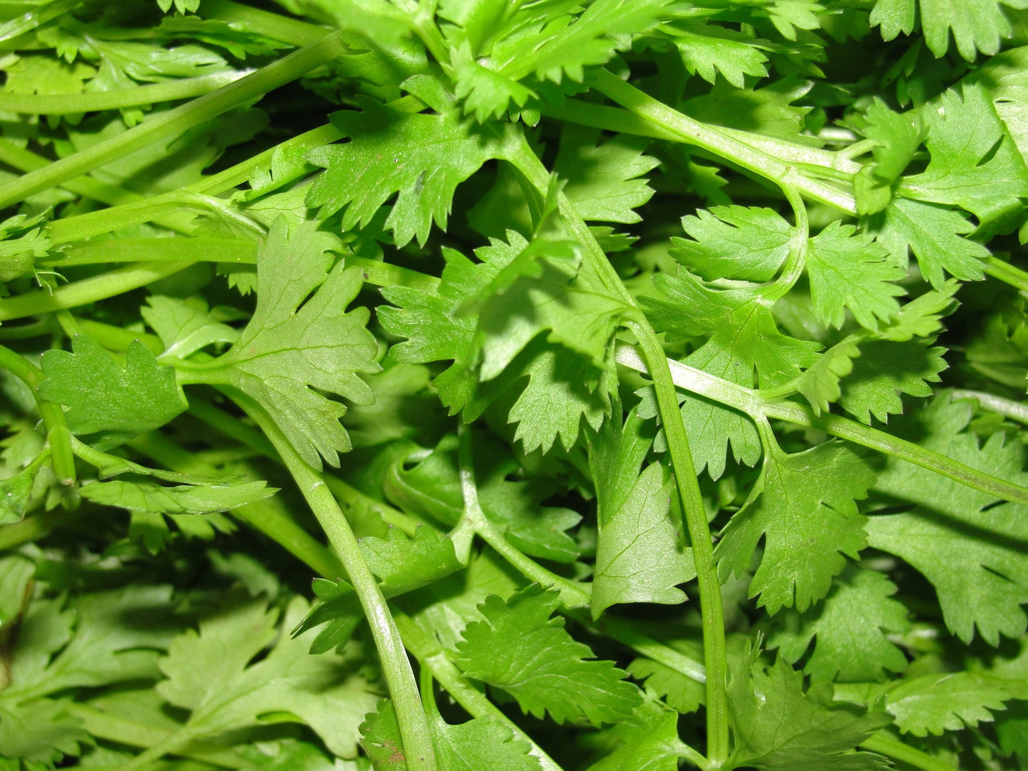 Pattu Coriander Powder 500 g