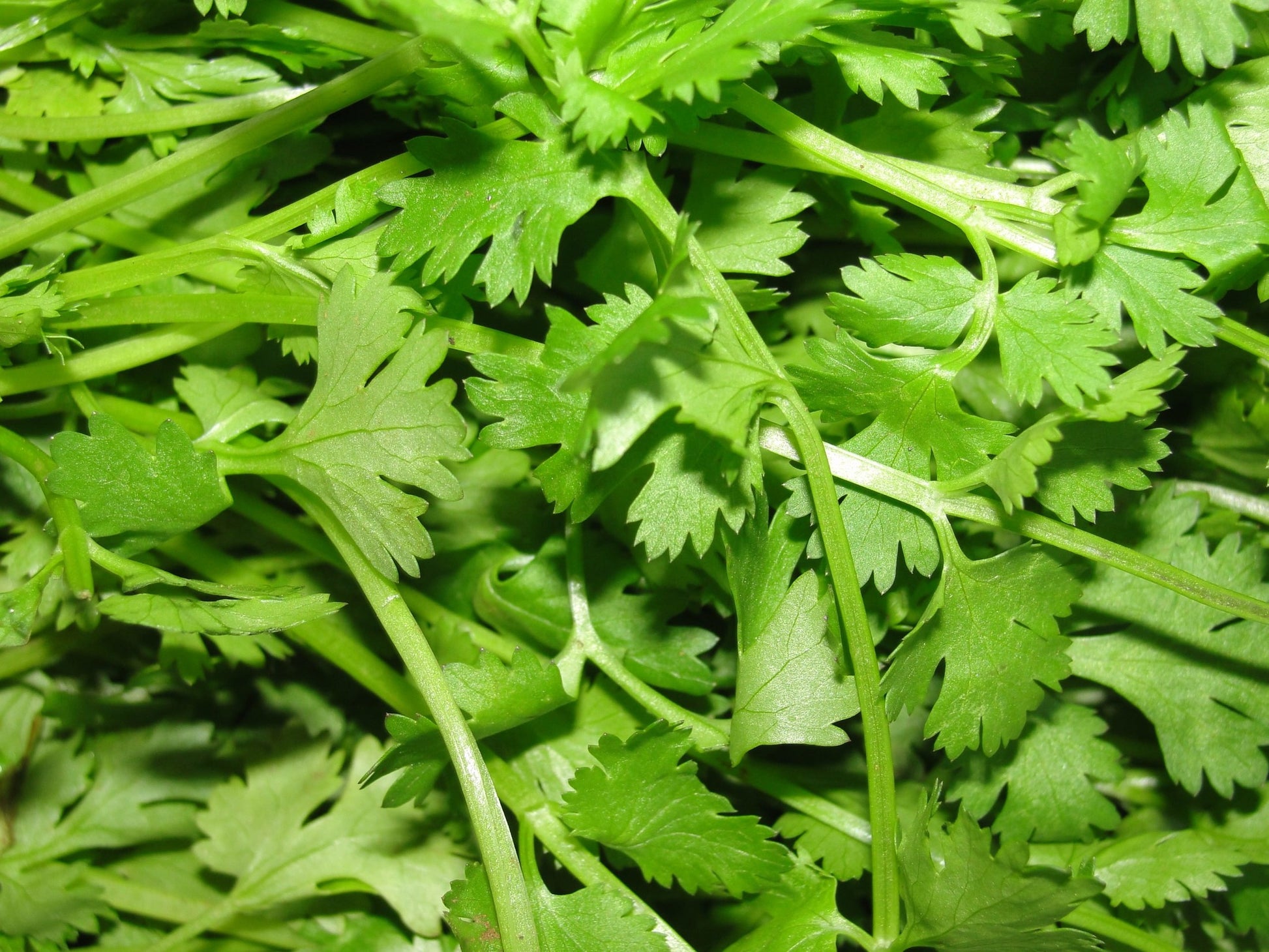 Pattu Coriander Powder 500 g