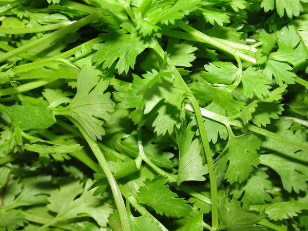 Viya Coriander 200 g